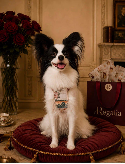 Regalia Flâneur Harness